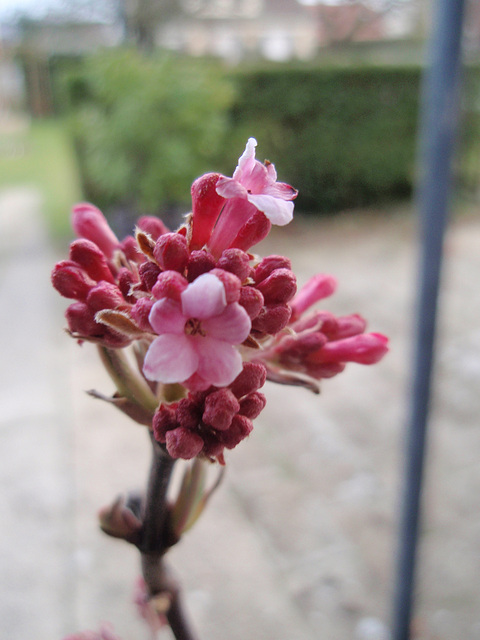viburnum bodnantense 'dawn' P1210371
