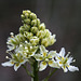 Meadow Death Camas