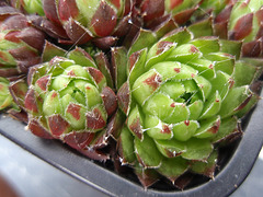 jovibarba hirta purpurea P5210157