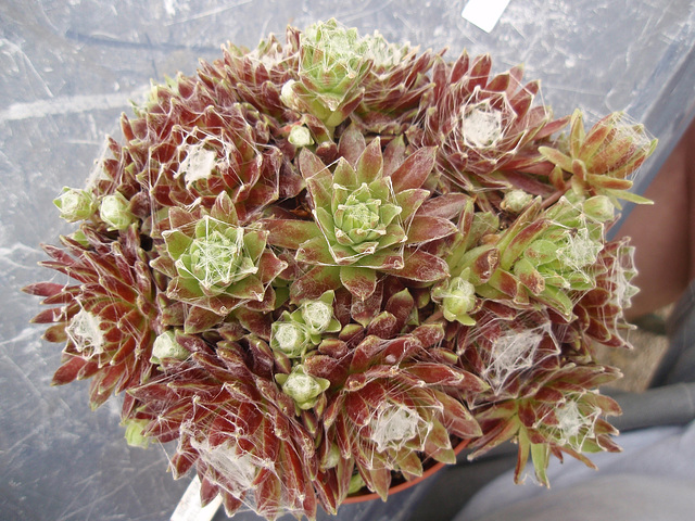 sempervivum silberkarnéol P5210159