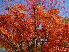 Feuriger Herbst