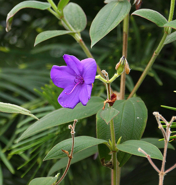 20110206 9669RAw [D~E] Prinzessinenblume (Tibouchina urvilleana), [Samtveilchen] [Schöne Brasilianerin], Gruga-Park, Essen