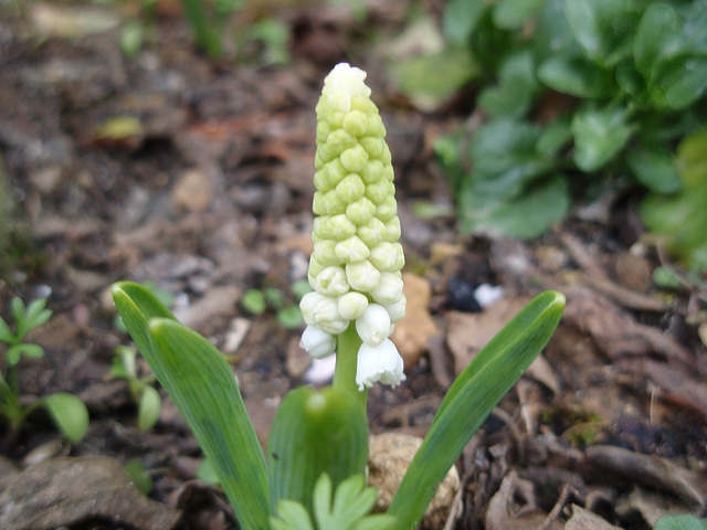 muscari P3140201