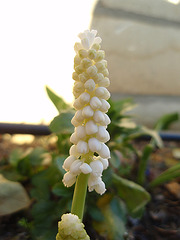 muscari P3190215