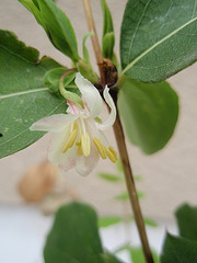 Lonicera fragrantissima  P2060464