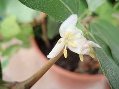 Lonicera fragrantissima  P2060465