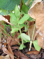 Lonicera fragrantissima  P2060466