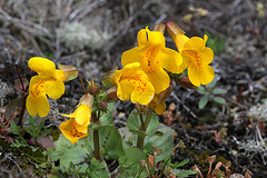 Seep-spring Monkeyflower in situ