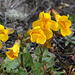 Seep-spring Monkeyflower in situ