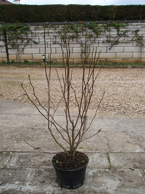 magnolia loebneri 'leonard messel' P3140168