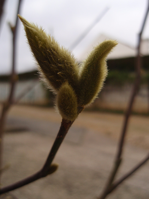 magnolia loebneri 'leonard messel'P3140170