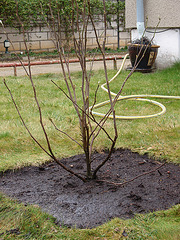 magnolia loebneri 'leonard messel'P3140180