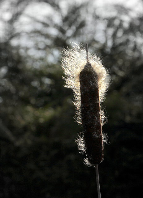 Effervescence du typha