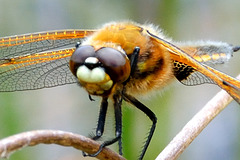 Four-spotted Chaser (Libellula quadrimaculata) 06a