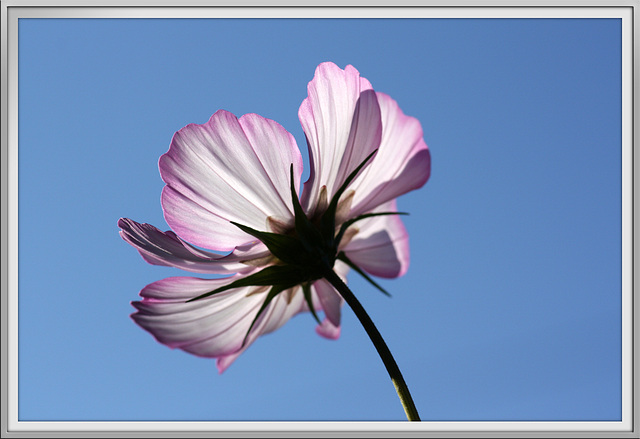 Cosmea im Licht