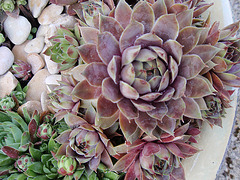 sempervivum P5220495