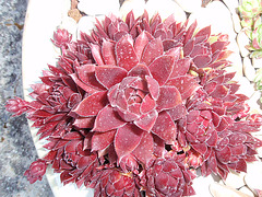 sempervivum sempercorto P5220496