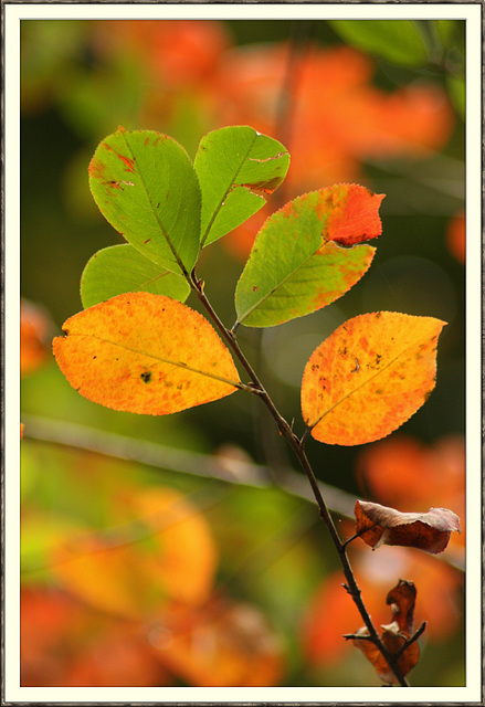 Herbstblätter