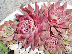 sempervivum sempercorto P5220498
