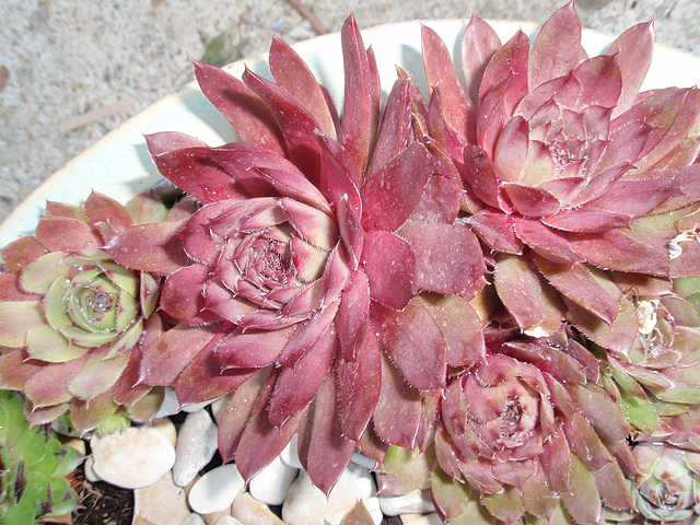sempervivum sempercorto P5220498