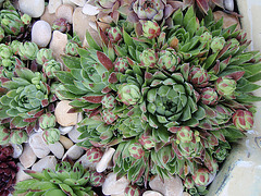 sempervivum silberkarnéol P5220494