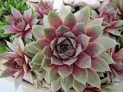 sempervivum P4120110