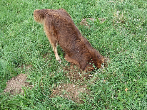 Larzac 217