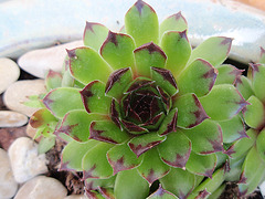 sempervivum P4120112