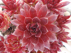 sempervivum sempercorto P4120111