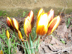 crocus P2050442