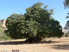 Mangobaum