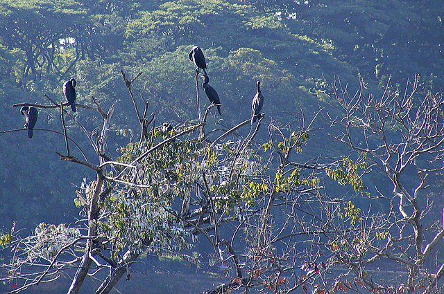 Cormorants