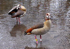 20110206 9585RAw [D~E] Nilgans (Alopochen aegyptiaca), Schloss Borbeck, Essen