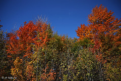 Souvenir d'automne