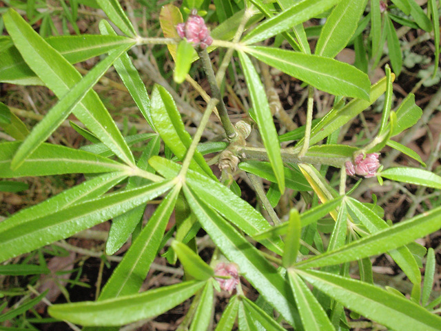 choisya arizonica 'aztec pearl' P2050445