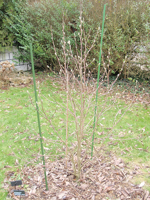 magnolia loebneri 'leonard messel' P2050444