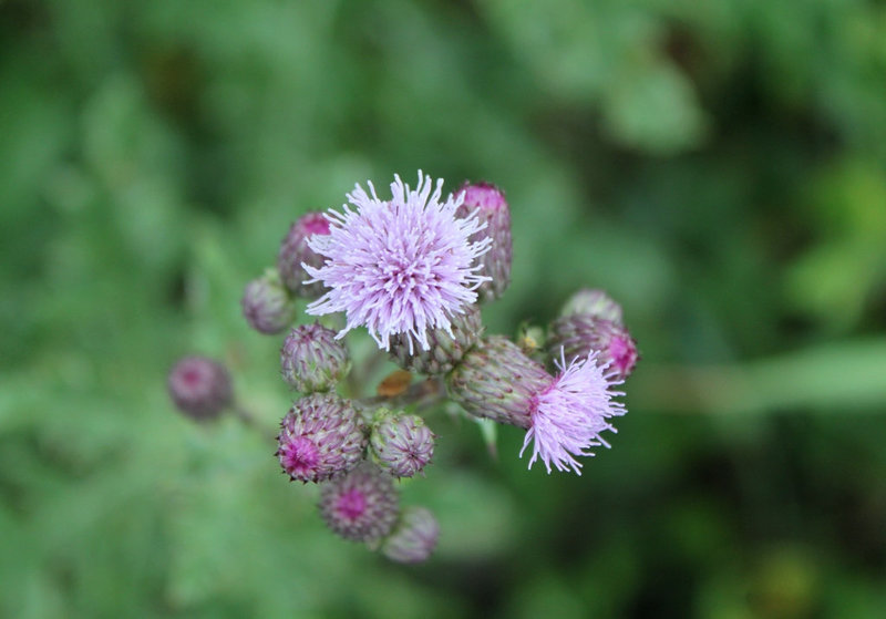 Cirsium arvensis (2)