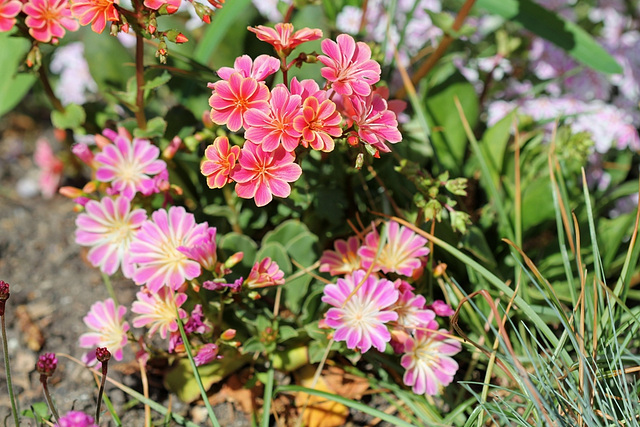 Lewisia 2