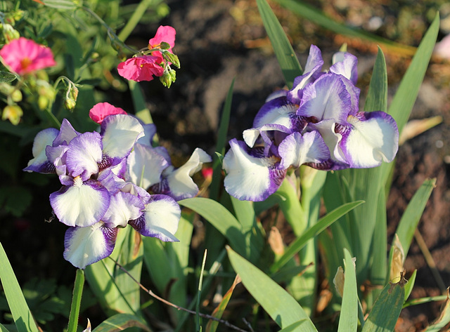 Iris 'Jenny Grace '