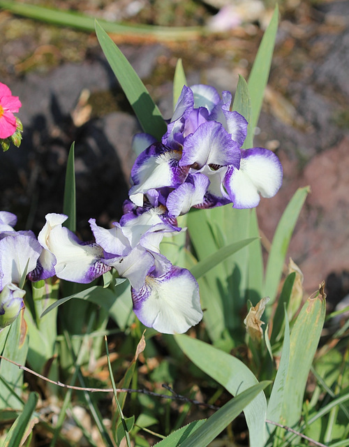 Iris nain plicata 'Jenny Grace '