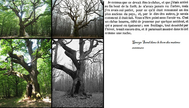 l'arbre des maitres sonneurs