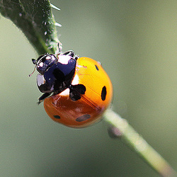 20100719 6735Mw [D~LIP] Siebenpunkt-Marienkäfer (Coccinella septempunctata), Bad Salzuflen