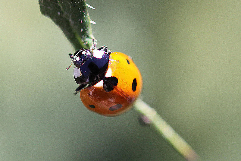 20100719 6735Mw [D~LIP] Fünfpunkt-Marienkäfer (Coccinella quinquepunctata), Bad Salzuflen