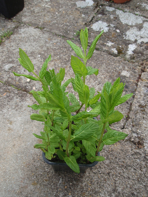 menthe P4021048