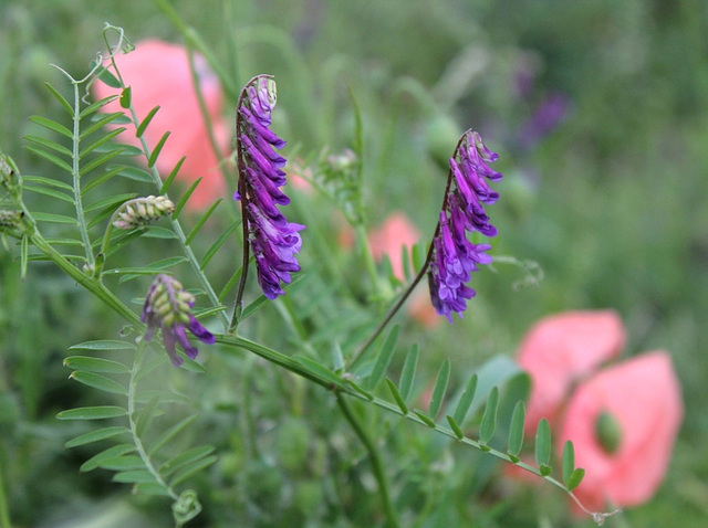 Vicia Cracca