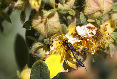 20100719 6737Mw [D~LIP] Schmalbauchwespe (Gasteruption assectator), Bad Salzuflen