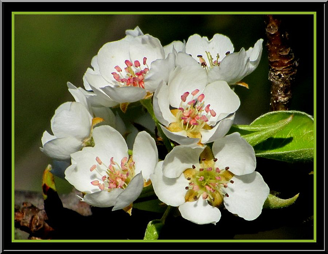 Petit Bouquet