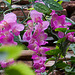 20110301 0063RAw [TR] Orchidee