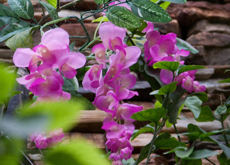 20110301 0063RAw [TR] Orchidee