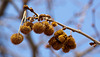 20110301 0061RAw [TR] Platanenfrüchte